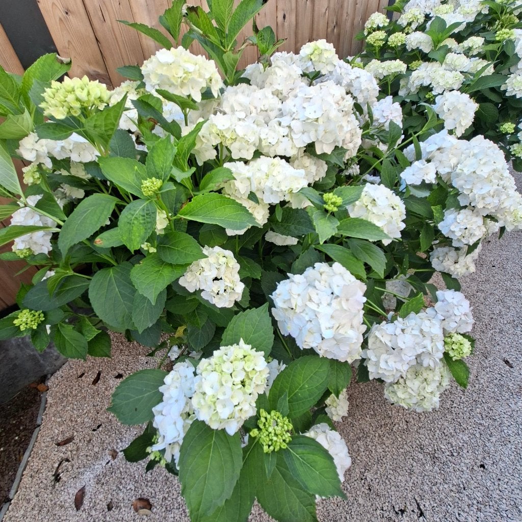 Grote hortensia's in terracotta pot 74cm x 34cm, Autres espèces, Été, Enlèvement, Plante fixe