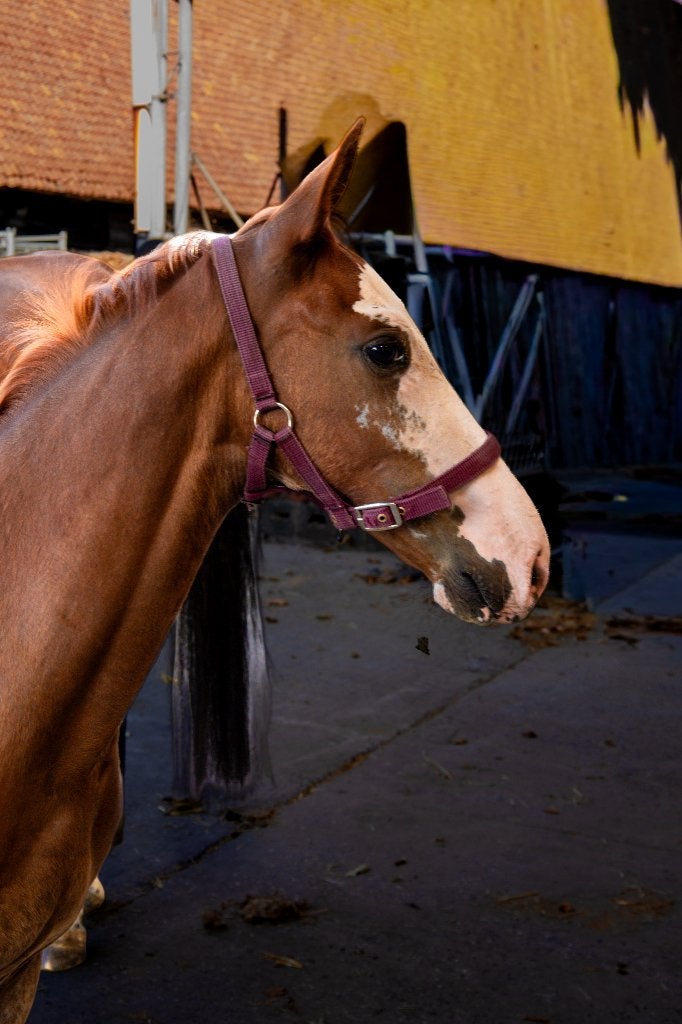 hengstenveulen Ambassador Z - Balou du Rouet, Dieren en Toebehoren, Paarden, Springpaard, 0 tot 2 jaar, Hengst, Met stamboom