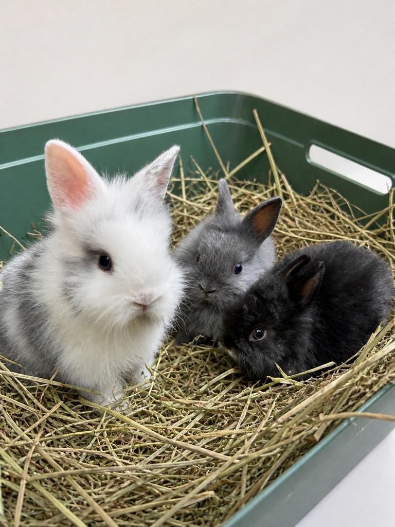 baby konijntjes ras leeuwenkop, Dieren en Toebehoren, Konijnen