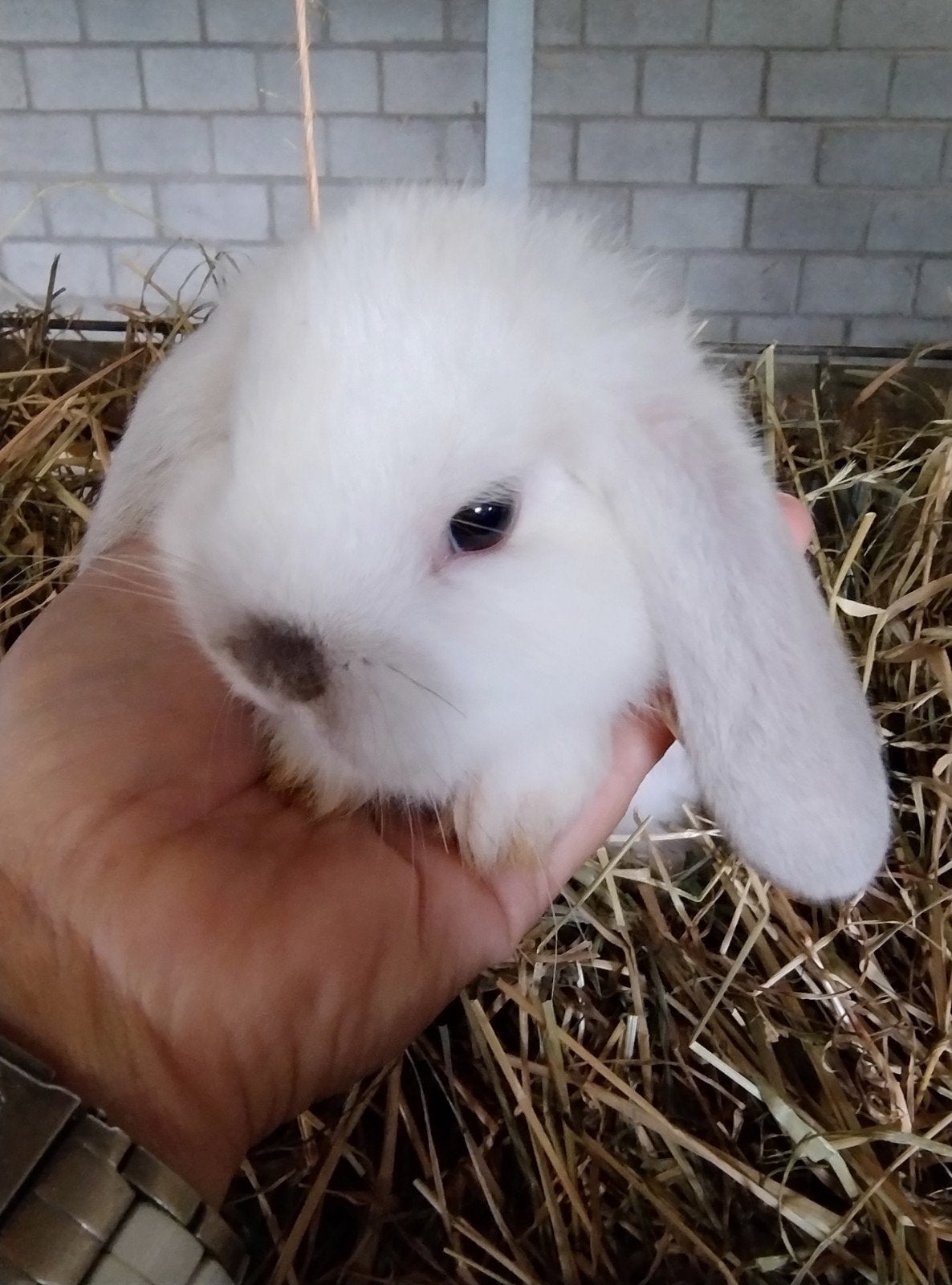 laatste dwerghangoortje, mannetje, Dieren en Toebehoren, Mannelijk, Klein, Hangoor, 0 tot 2 jaar