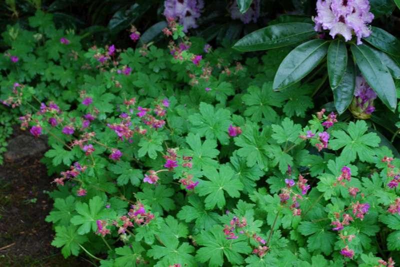 Geranium macrorrhizum 'Ingwersen's Variety' (vaste plant), Tuin en Terras, Ophalen, Lente, Vaste plant, Halfschaduw