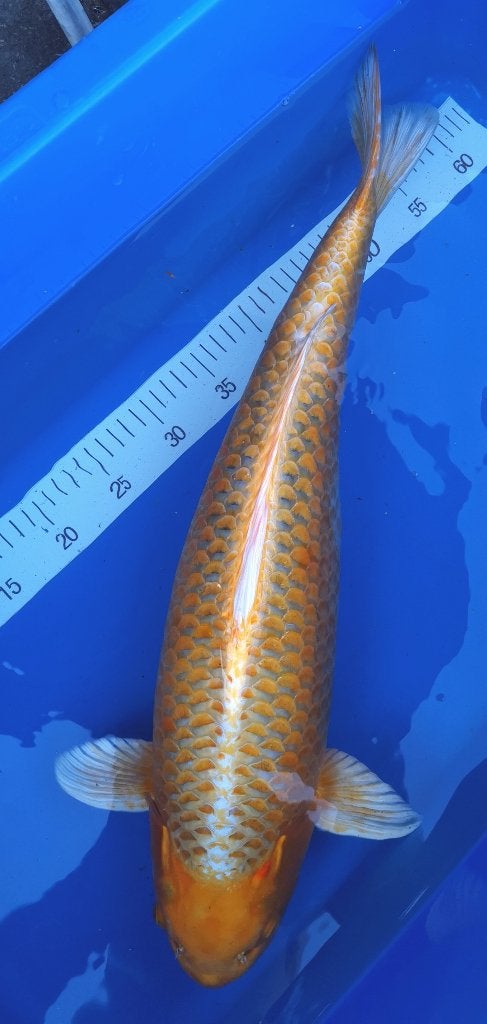 Koï japonaise yamabuki., Animaux & Accessoires, Poissons | Poissons d'étang, Carpe ou Koï