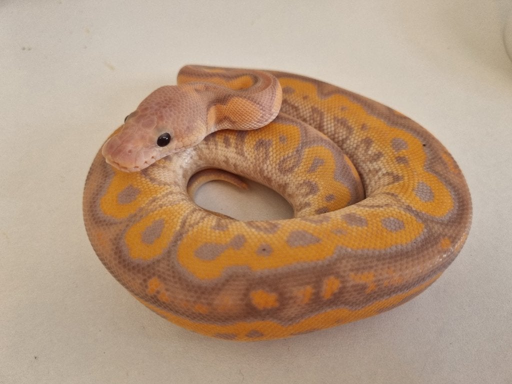1.0 banana black pastel od (spotnose) clown Ball Python photo 2