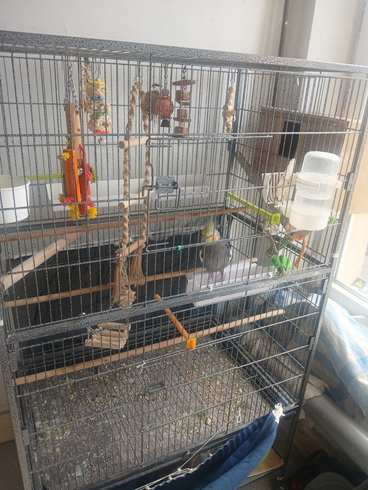 Calopsitte couple, Animaux & Accessoires