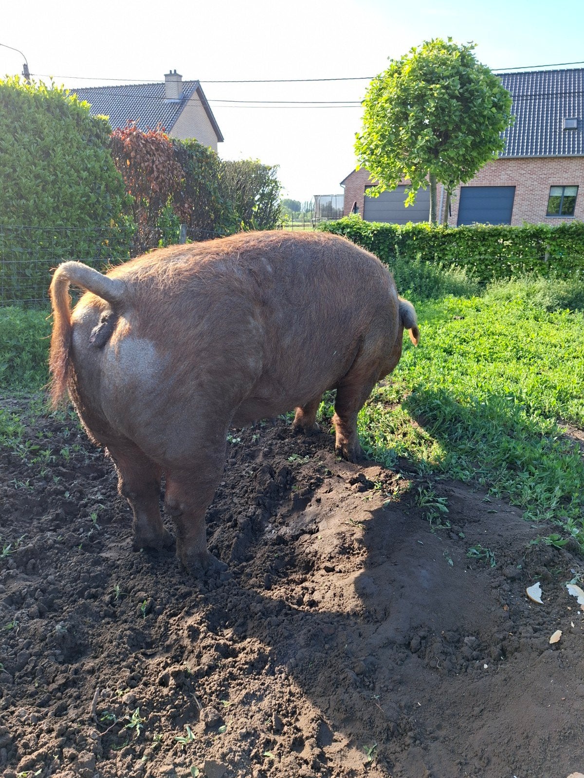 zeug,varken, Varken