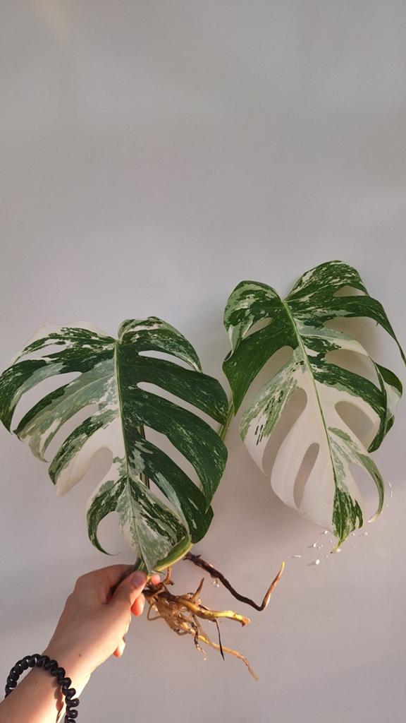 Monstera Albo Variegata, Maison & Meubles, Plantes d'intérieur, Enlèvement ou Envoi