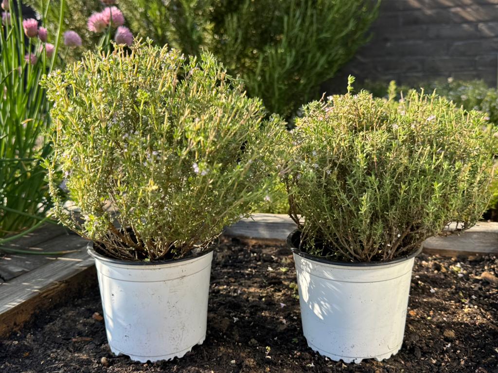 Thym plantjes, Tuin en Terras, Planten | Tuinplanten, Ophalen