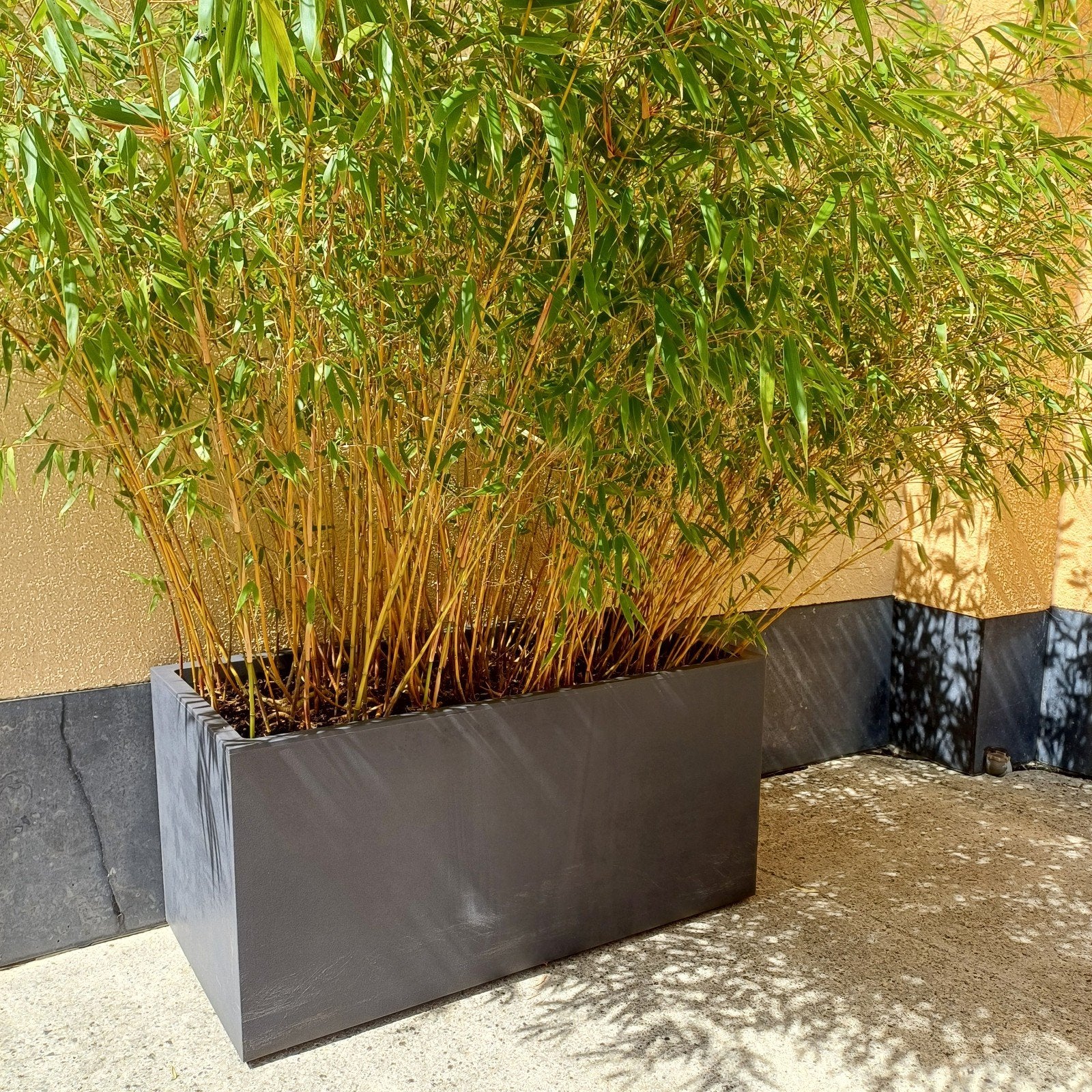 Bac-à-fleurs/ jardinière rectangulaire "DEROMA " avec bambou, Jardin & Terrasse, Enlèvement, Utilisé, 60 à 100 cm, Rectangulaire