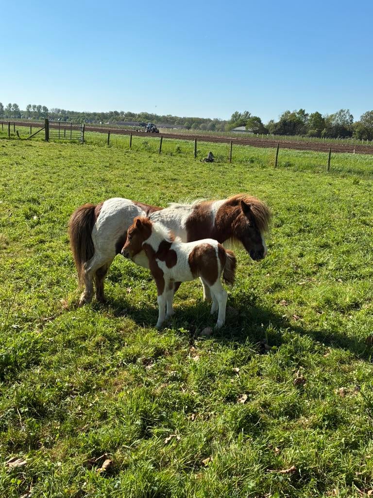 Pony veulens, Poney de récréation, Poney A (jusqu'à 1.17 m), Ne s'applique pas, 0 à 2 ans