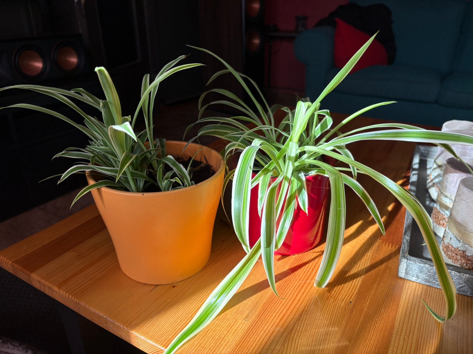 Plants de plantes arraignees, Maison & Meubles, Plantes d'intérieur, Autres espèces, Moins de 100 cm, Enlèvement, Plante verte