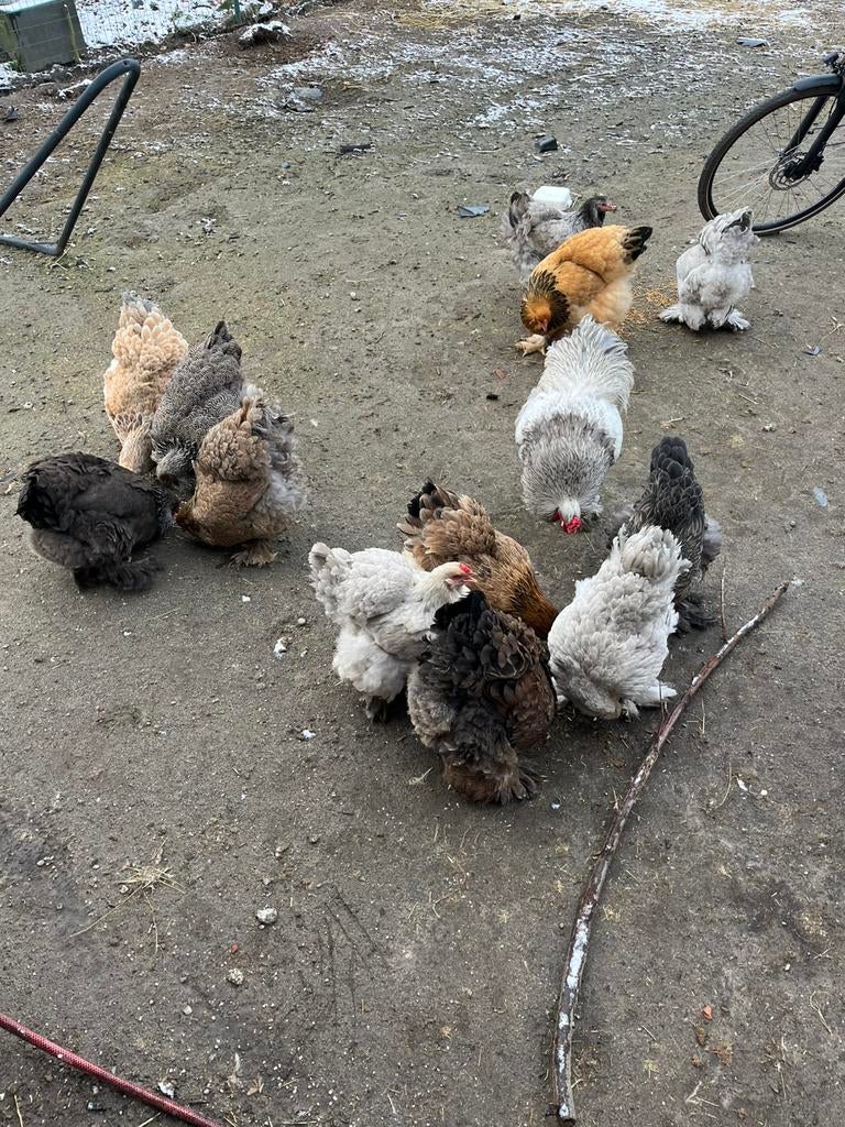 Brahma broedeieren mix, Dieren en Toebehoren, Pluimvee, Kip