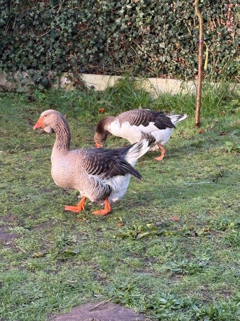 Broedeieren Vlaamse gans aangeboden