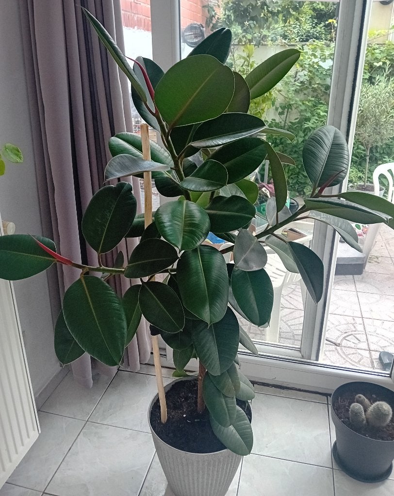 Grote kamerplant, Ophalen, In pot