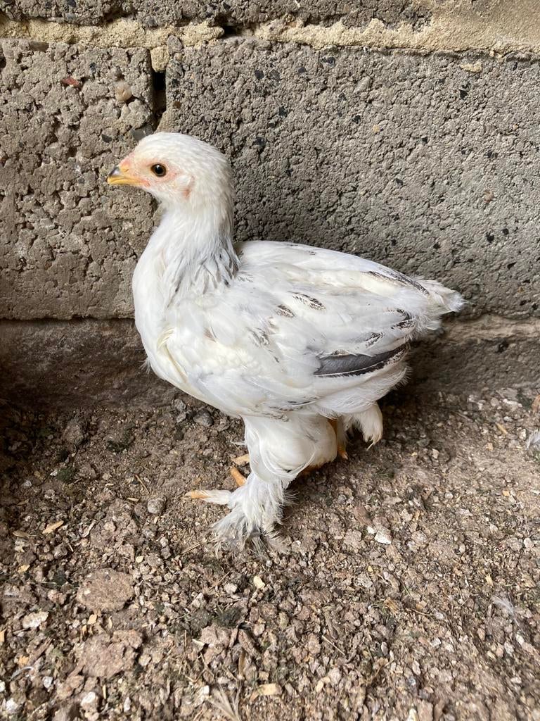 2 brahma haan kuikens, Dieren en Toebehoren, Pluimvee, Mannelijk, Kip