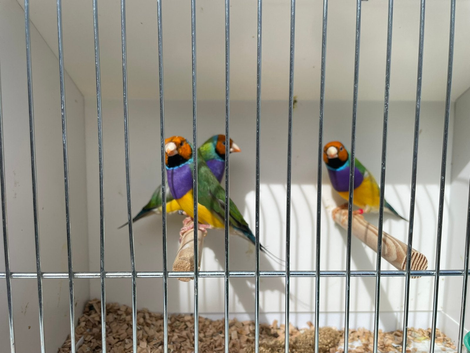 Gouldamandine, Mâle, Oiseau tropical, Bagué