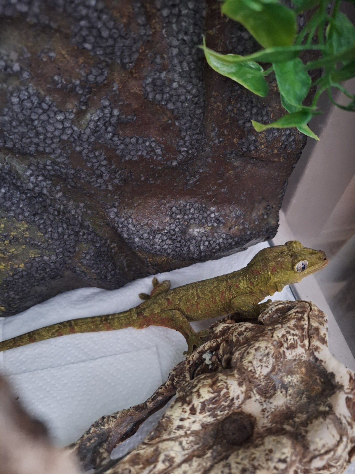 chahoua man pet only, Dieren en Toebehoren, Met terrarium