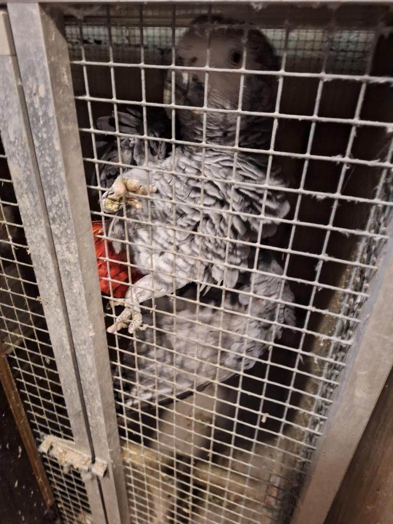 Koppel grijze roodstaarten, Dieren en Toebehoren, Vogels | Hokken en Kooien, Ophalen