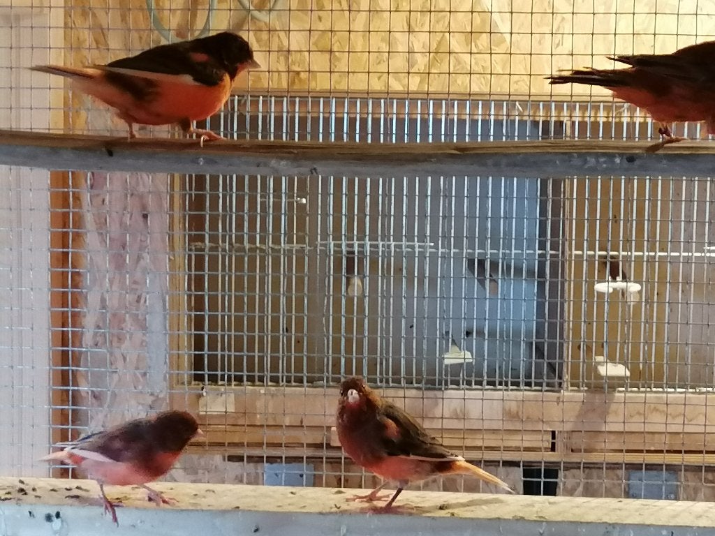 Kanarie - mannelijk, Dieren en Toebehoren, Mannelijk, Zangkanarie