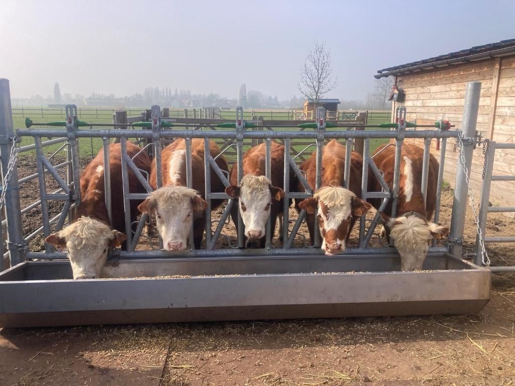 Minirunderen te koop, Dieren en Toebehoren, Meerdere dieren