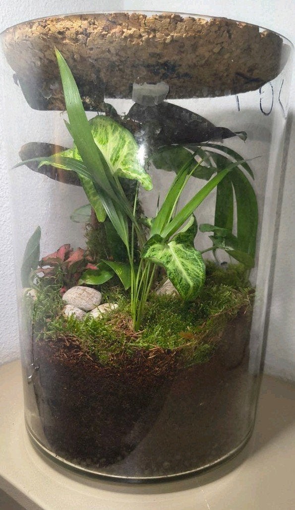 Groot plantenbiotoop, Huis en Inrichting, Ophalen