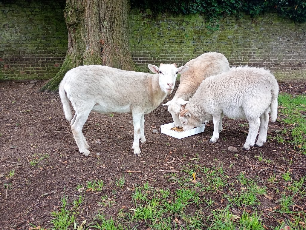 Mouton mâle et femelles, Enlèvement
