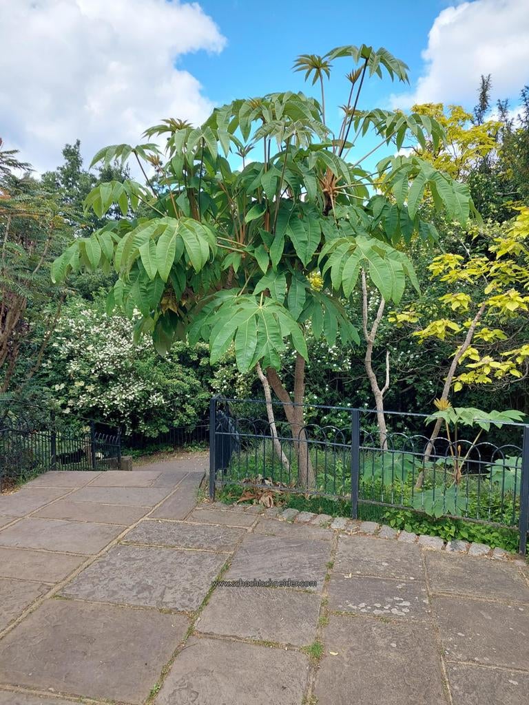 T-REX planten - Tetrapanax, Tuin en Terras, Ophalen