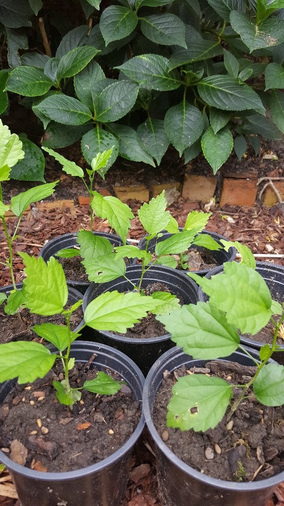 stekjes hibiscus en hortensia, Tuin en Terras, Planten | Tuinplanten, Ophalen