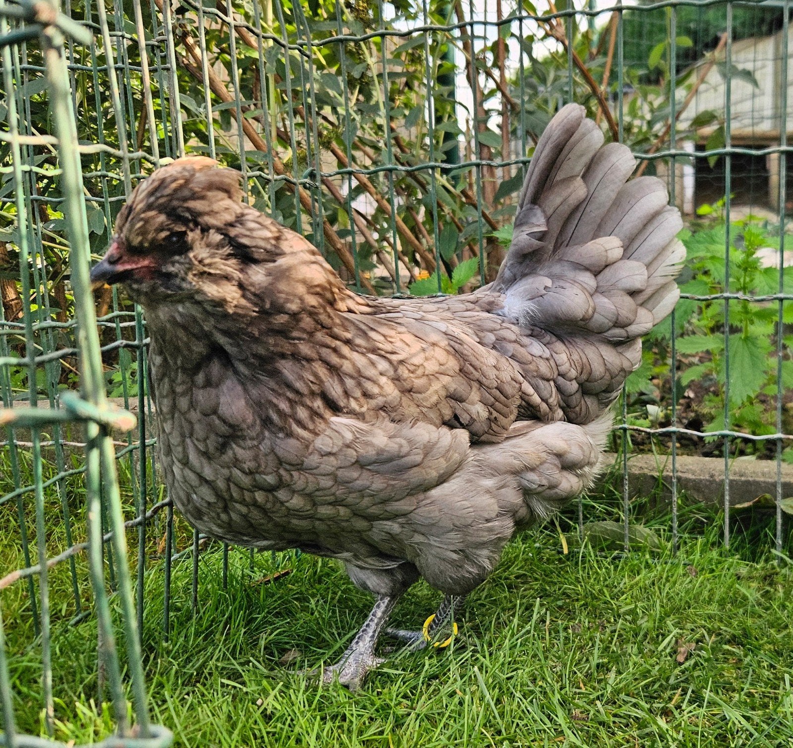 Blauwe Engelse Araucana, Dieren en Toebehoren, Meerdere dieren, Kip