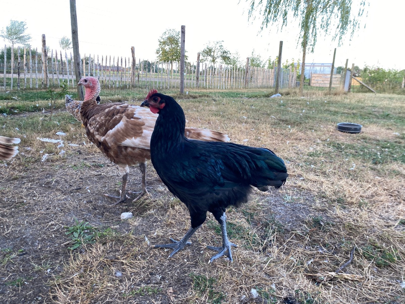 Australorp haan