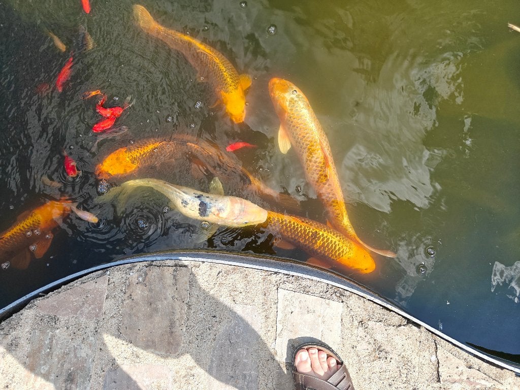 matériel pour Etang, Enlèvement, Utilisé