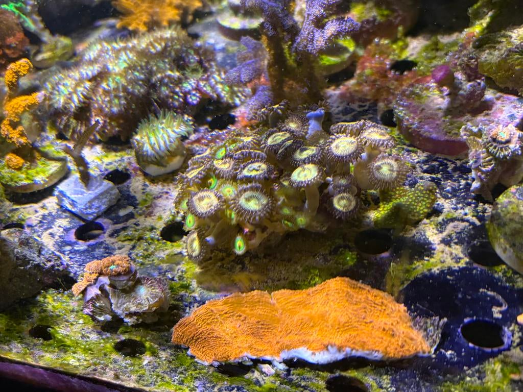 Stuk hot lava chalice, Animaux & Accessoires, Poissons | Poissons d'aquarium, Autres types, Poisson de mer
