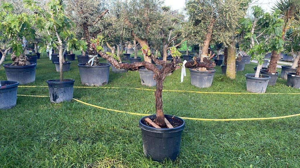 ‼️prachtige druivelaars rechtstreekse import spanje ‼️, Tuin en Terras, Ophalen