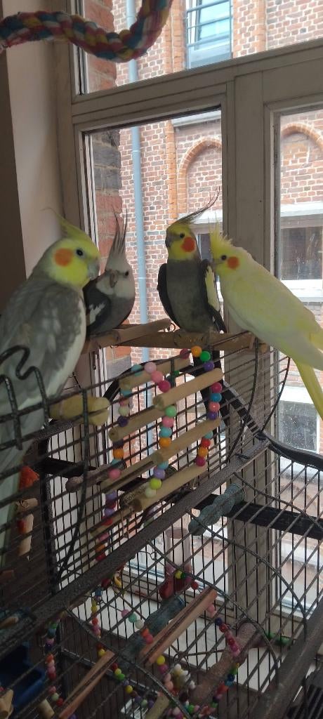 Valkparkiet, Meerdere dieren, Parkiet, Tam