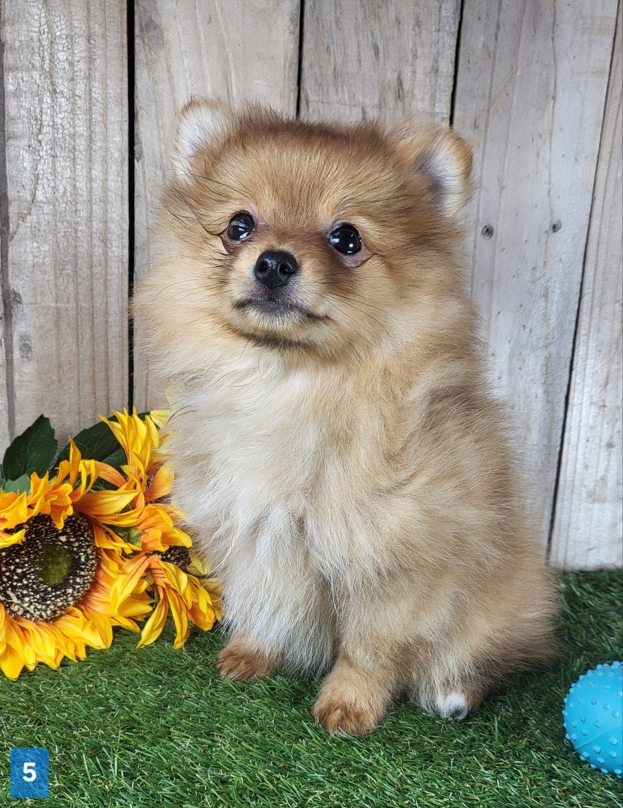 Pomeriaan pup / dwergkees pup / pomeranian pup / pom pup