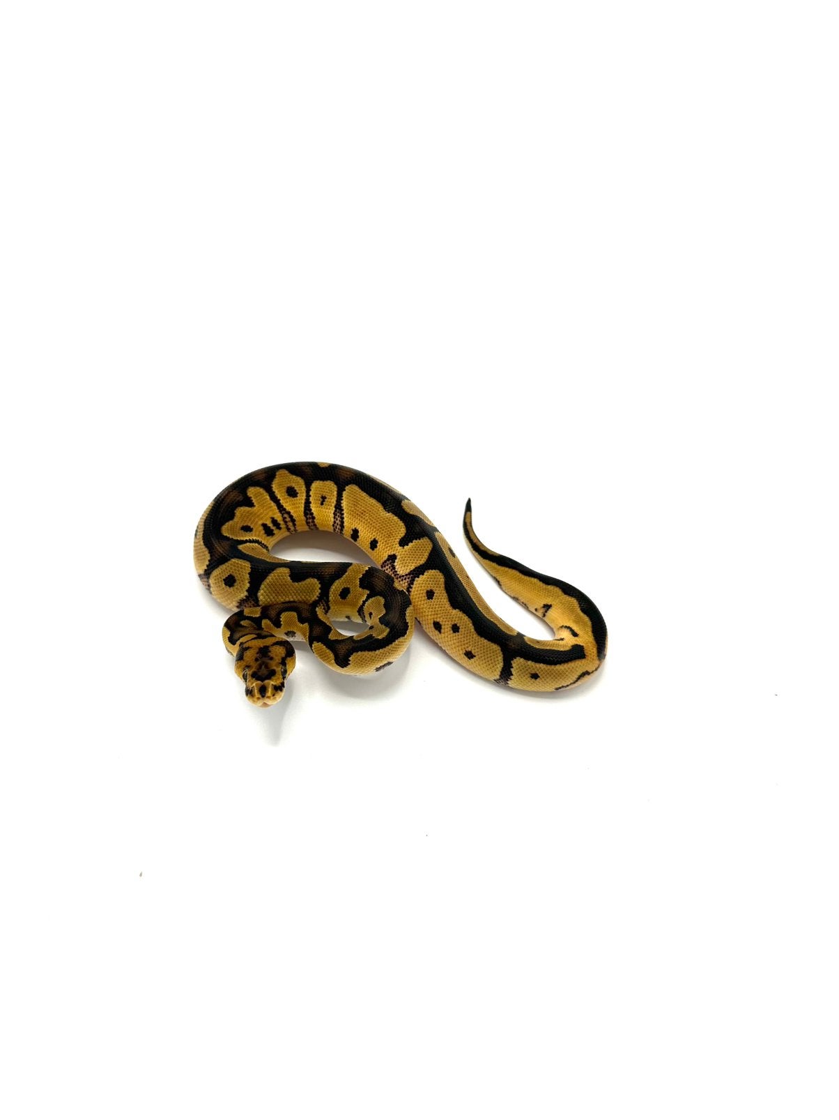 Diverse Python regius - koningspythons Ball Python photo 13