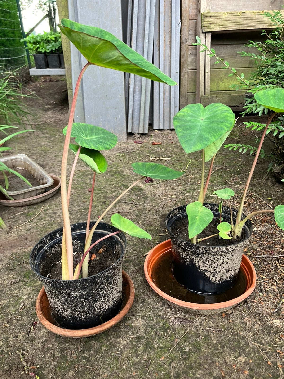 Colocasia pink china, Autres espèces, Été, Enlèvement, Plante fixe