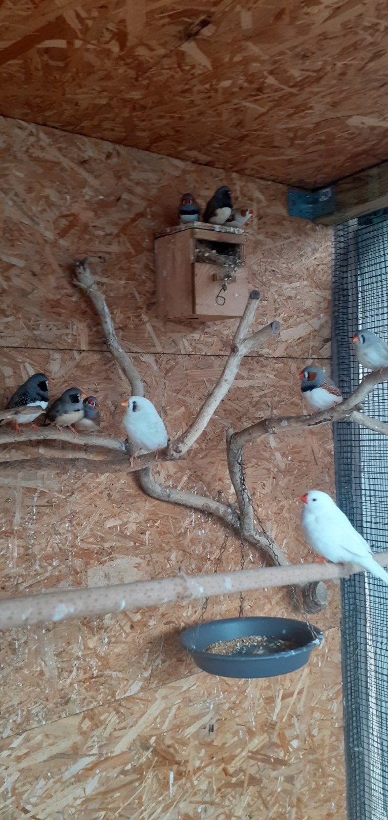 witte black face pop, Dieren en Toebehoren, Vrouwelijk