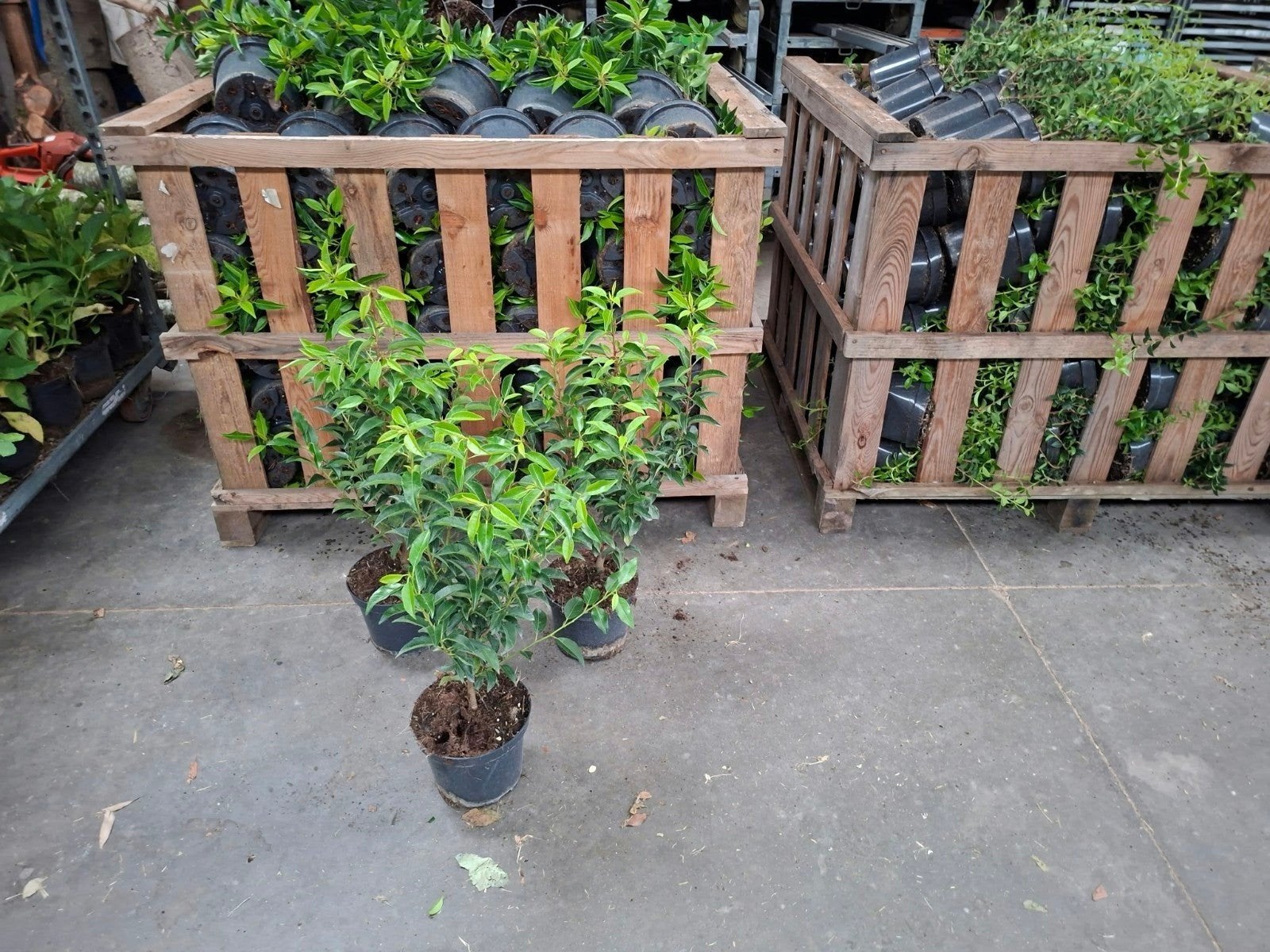 ‼️prunus lusitanica angustifolia aan promoprijzen‼️, Enlèvement, Taxus, Haie