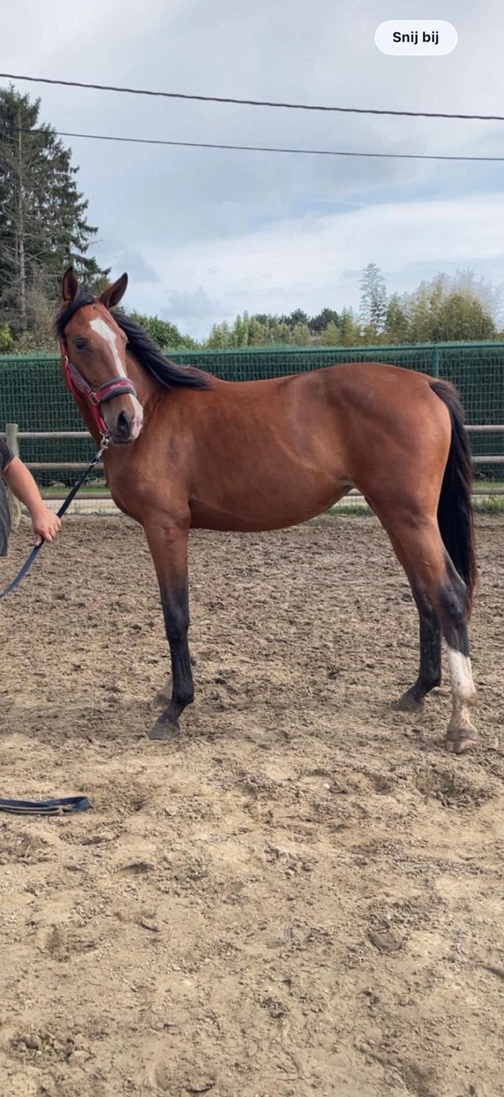 Dressuur merrie te koop, Dieren en Toebehoren, Paarden, Merrie