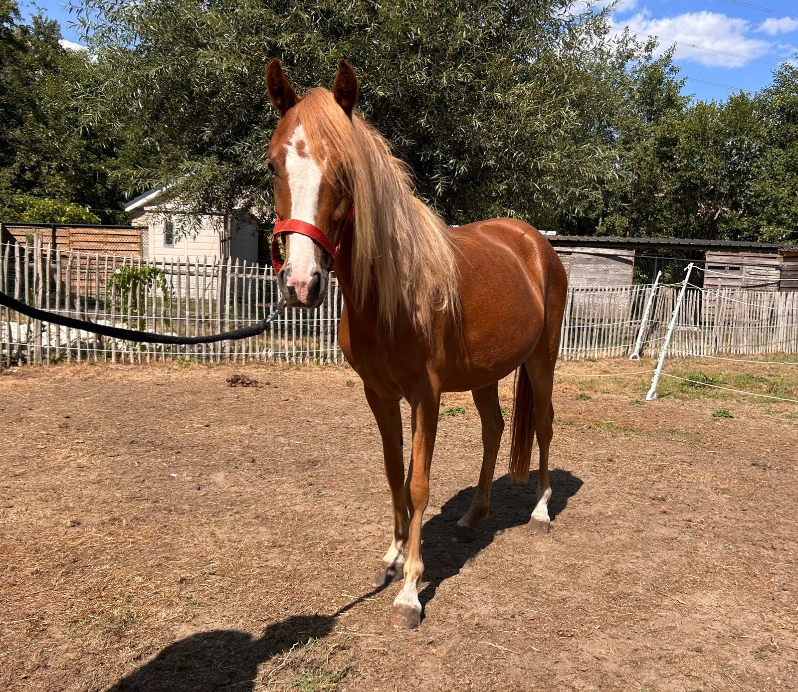 Jonge merrie, 3 tot 6 jaar, C pony (1.27m tot 1.37m), Onbeleerd, Merrie