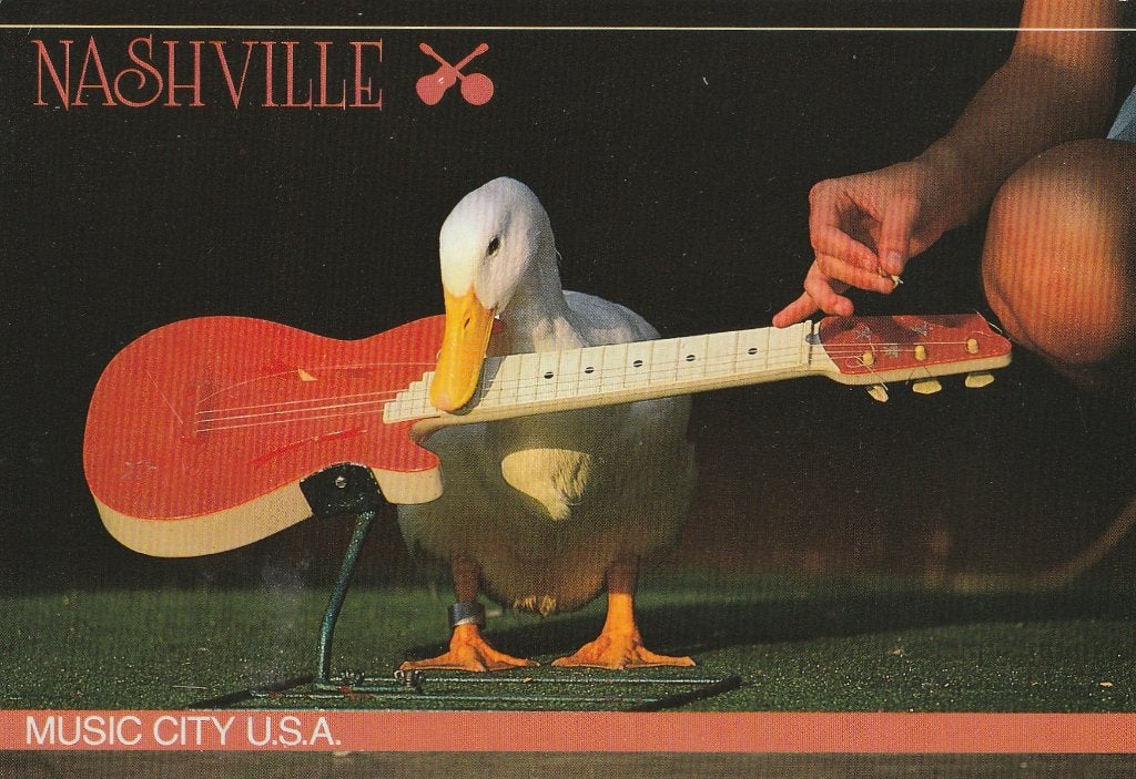 GANS  SPEELT  GITAAR, Verzamelen, Postkaarten | Dieren, Verzenden, 1980 tot heden, Gelopen, Vogel