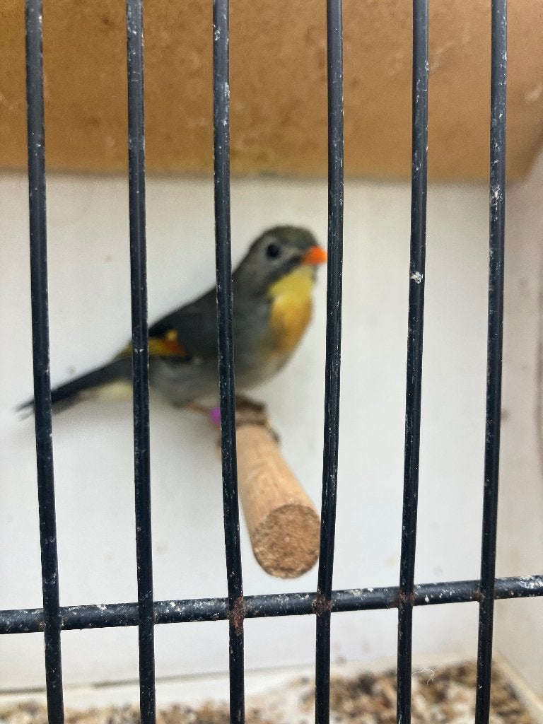 Japanse nachtegaal, Dieren en Toebehoren, Vrouwelijk, Tropenvogel, Geringd
