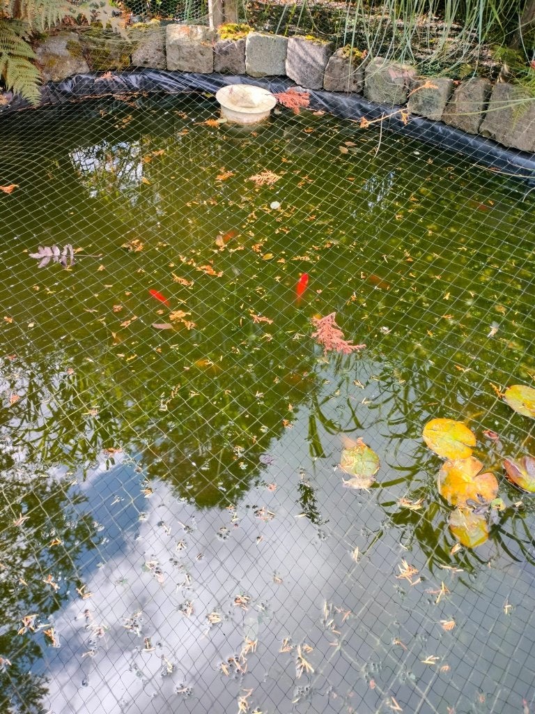 Gratis goudvissen, Animaux & Accessoires, Poisson(s) rouge(s)