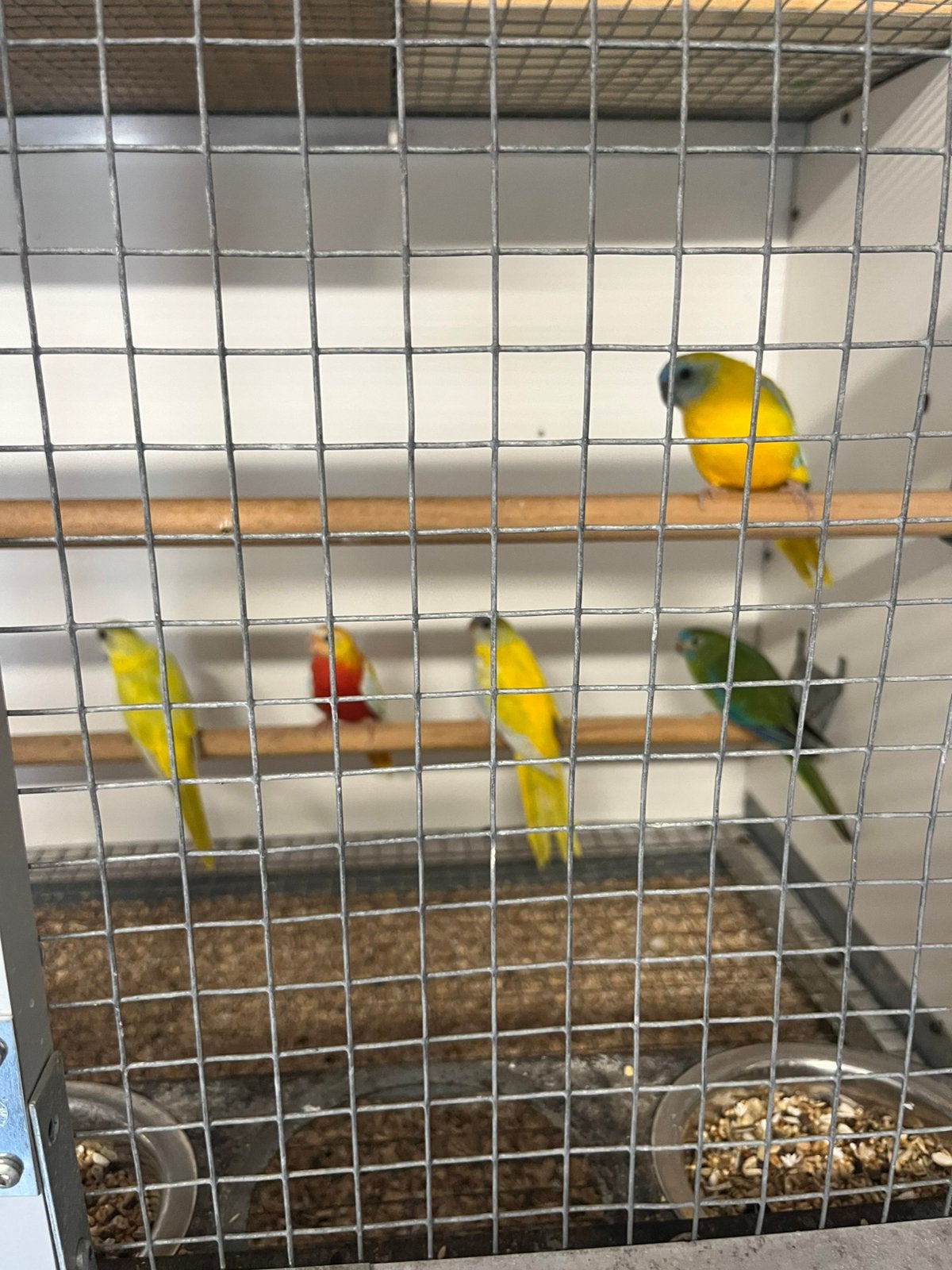 9 turqoisines, Dieren en Toebehoren, Geringd