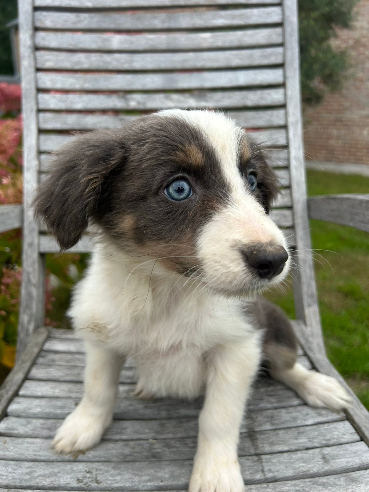 Border Collie puppy, Dieren en Toebehoren, België, Fokker | Hobbymatig, 8 tot 15 weken, Collie