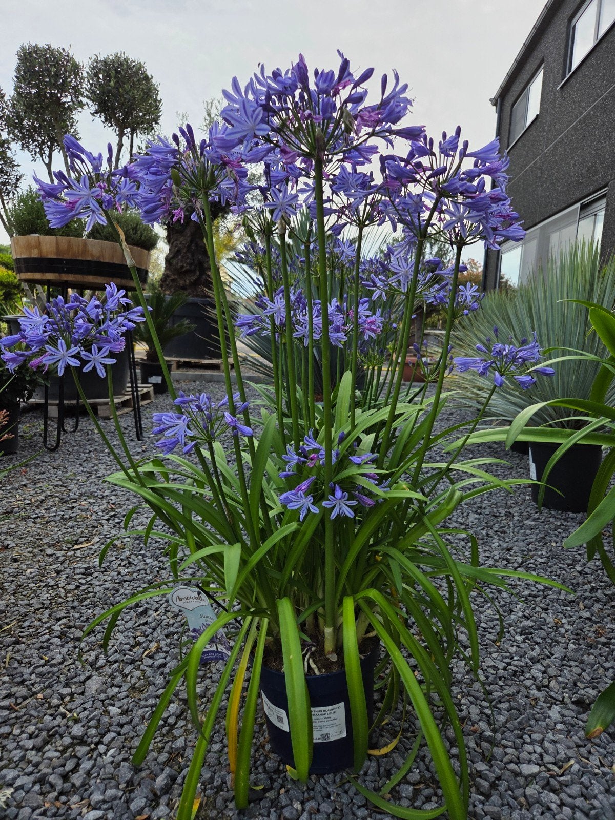 Agapanthus - Afrikaanse Lelie, Tuin en Terras, Planten | Tuinplanten, Ophalen