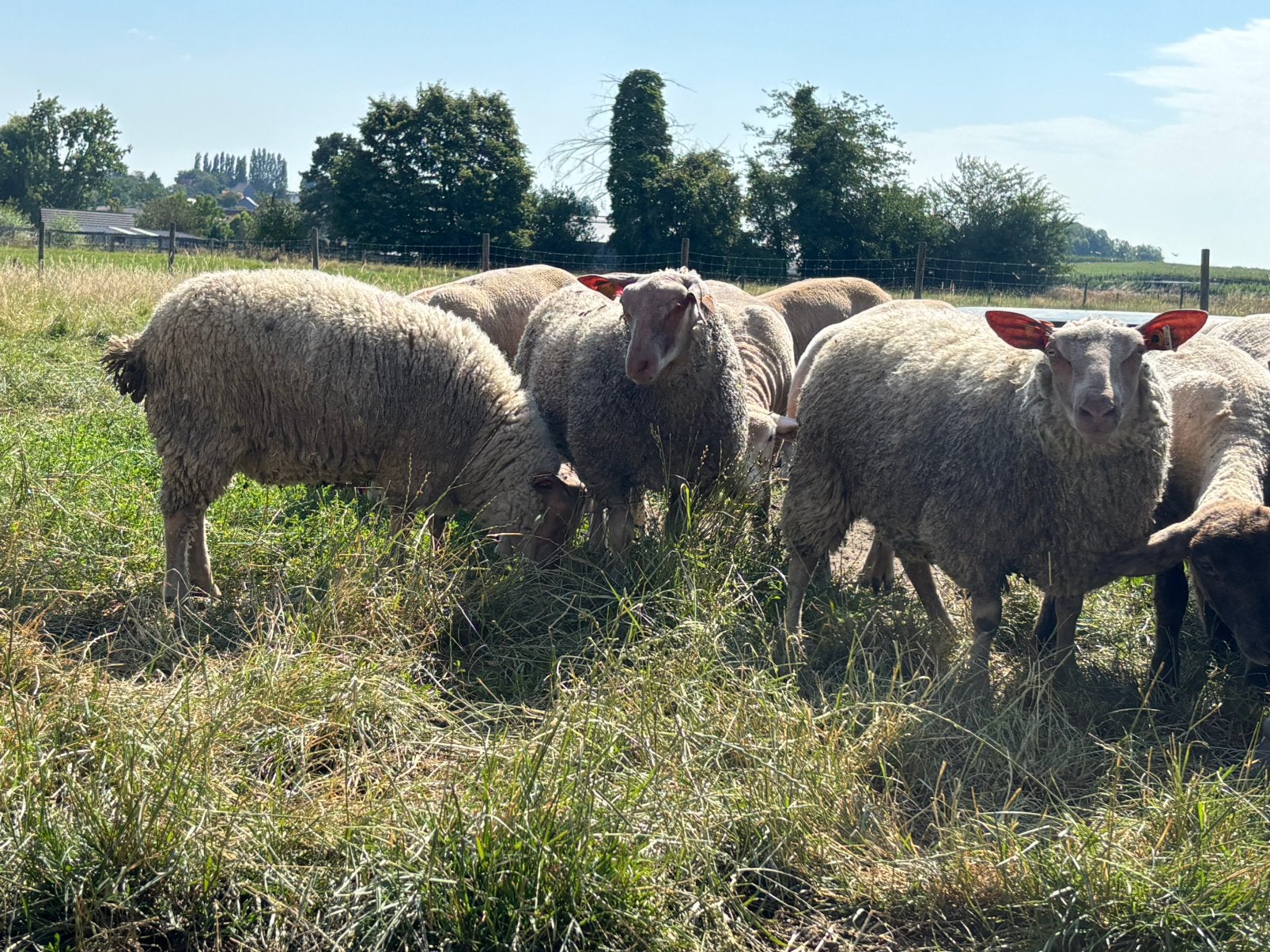 Rouge de l’ouest ooilammeren, Femelle, Mouton, 0 à 2 ans