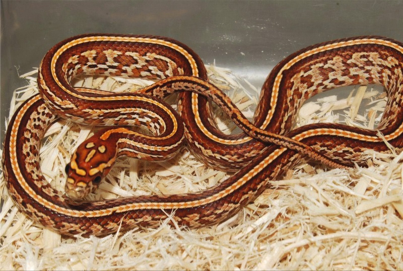Pantherophis (slang) guttatus, Ophalen, Nieuw, Overige typen