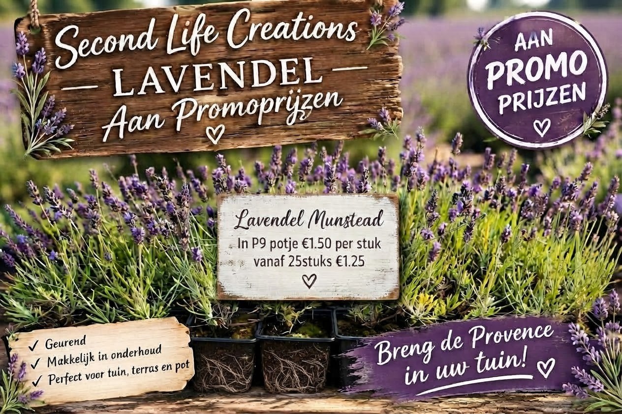 ‼️lavendel aan promoprijzen ‼️, Tuin en Terras, Ophalen