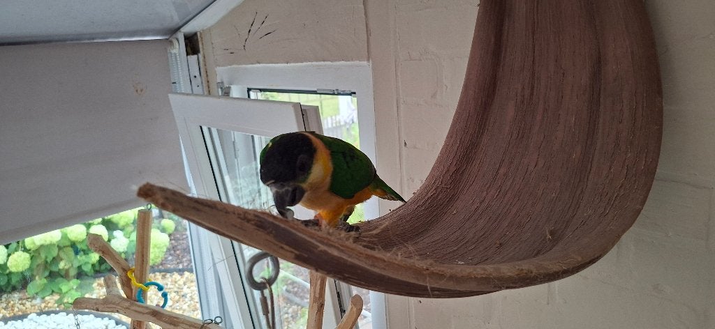 Zwartkop Caique, Animaux & Accessoires, Mâle, Perroquet nain ou Inséparable, Domestique
